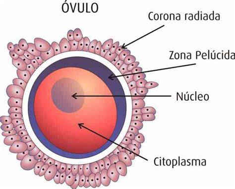 Esquema de un óvulo humano con sus componentes, incluyendo las numerosas mitocondrias