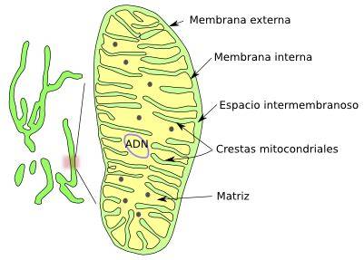 Microscopía electrónica de mitocondrias mostrando sus membranas y crestas