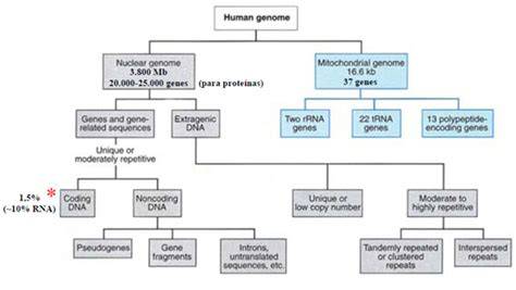 Esquema del genoma mitocondrial humano mostrando sus genes