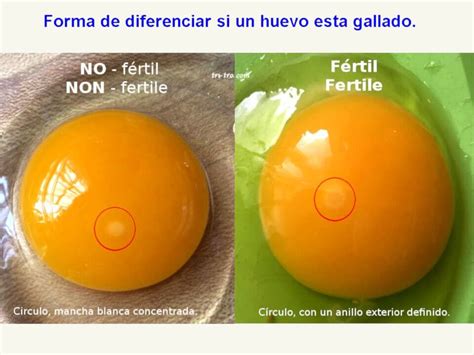 Esquema comparativo de un huevo fértil y un huevo no fértil (de consumo)