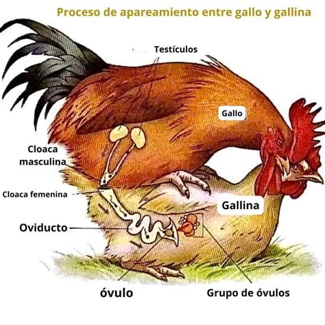 Ilustración de un gallo y varias gallinas en un entorno de apareamiento