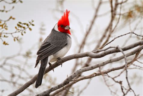 Cardenal de Copete Rojo adulto posado en una rama, mostrando su plumaje