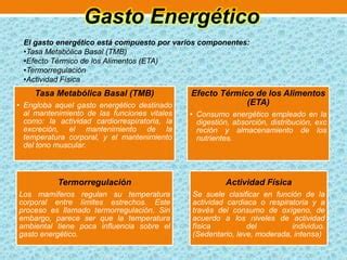 Infografía detallando los componentes del gasto energético: Tasa Metabólica Basal, Actividad Física y Termogénesis Inducida por la Dieta.