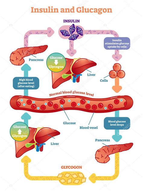 Esquema del metabolismo de la glucosa y la acción de la insulina y el glucagón