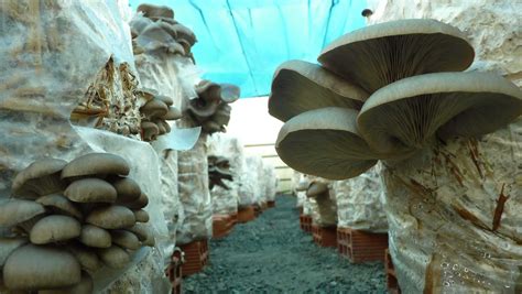 Proceso de cultivo de setas en pañales usados