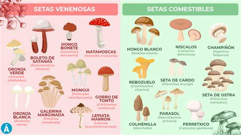 Comparativa de setas sanas y setas infectadas