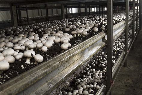 Cajones de cultivo de champiñones en un sótano