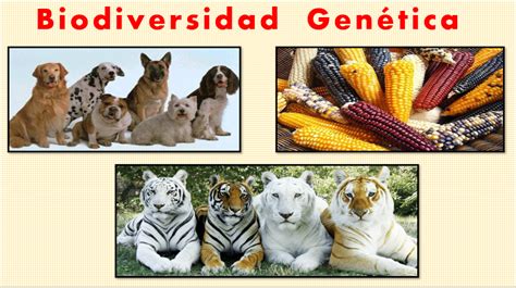 Ilustración que represente la diversidad genética humana vs. la uniformidad de razas animales