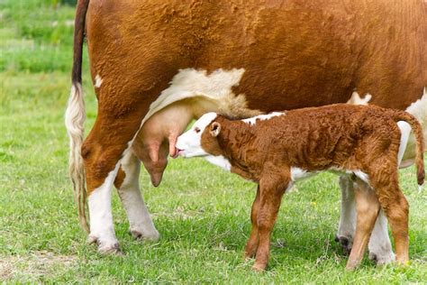 Foto de una vaca amamantando a un ternero recién nacido