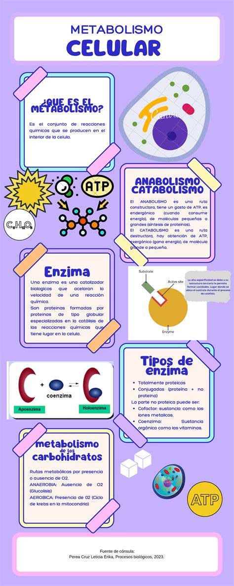 infografía sobre el metabolismo durante el sueño y la quema de grasa nocturna