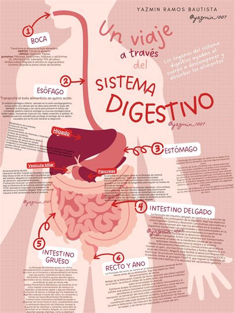 Infografía mostrando el sistema digestivo de una mujer embarazada y la posición del feto