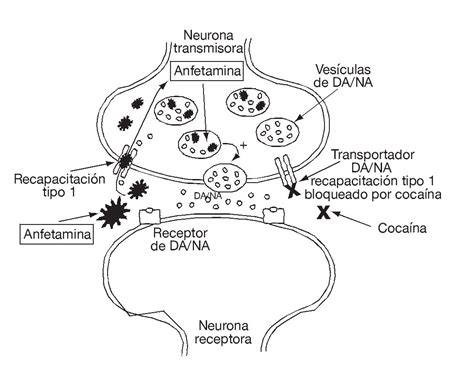 Esquema del mecanismo de acción de las anfetaminas sobre los sistemas de neurotransmisión dopaminérgico y noradrenérgico