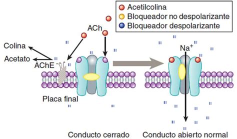 Esquema del mecanismo de acción de la cloropiramina sobre los receptores H1