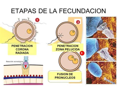 Ilustración de las fases de la fecundación humana