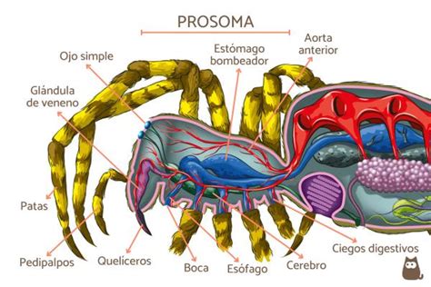 Esquema detallado de la anatomía externa de una araña con etiquetas para prosoma, opistosoma, pedipalpos, quelíceros e hileras