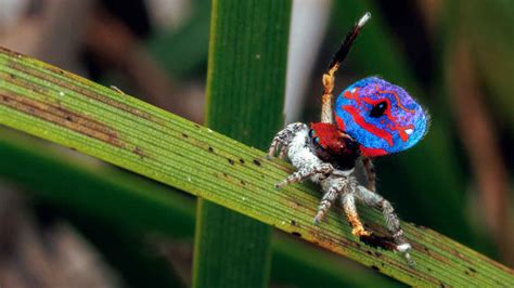 Araña macho (posiblemente Maratus spp.) realizando un baile de cortejo con sus patas elevadas y colores vibrantes