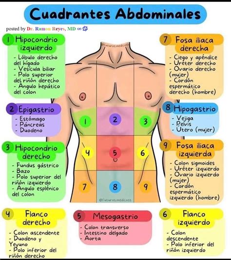 Diagrama anatómico de las zonas abdominales donde se manifiesta el malestar estomacal