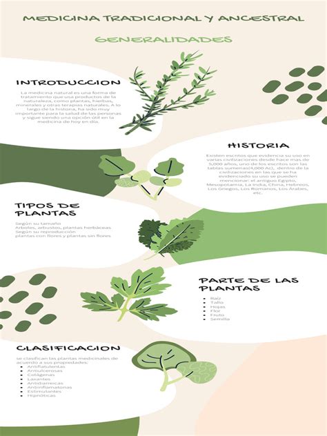 Infografía comparativa de hierbas medicinales: jengibre, menta y manzanilla