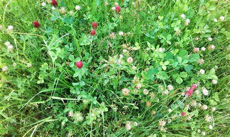 Campo de trébol rojo y blanco mezclado con gramíneas, ideal para pastoreo de ganado