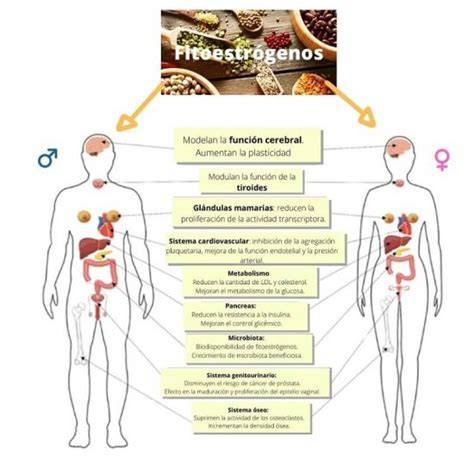 Esquema de las vías metabólicas de los fitoestrógenos en rumiantes y sus posibles efectos