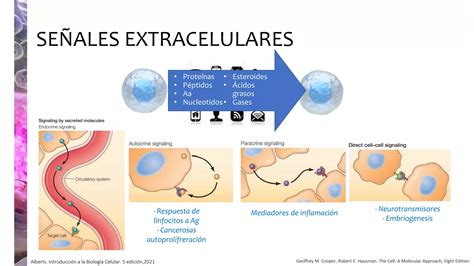 Esquema de las vías de señalización intracelular PI3K/AKT y RAS-MAPK