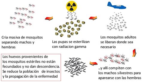 Esquema del ciclo de la Técnica del Insecto Estéril (TIE) para el control de mosquitos, mostrando la cría masiva, esterilización por radiación, liberación de machos estériles, apareamiento y la falta de descendencia.