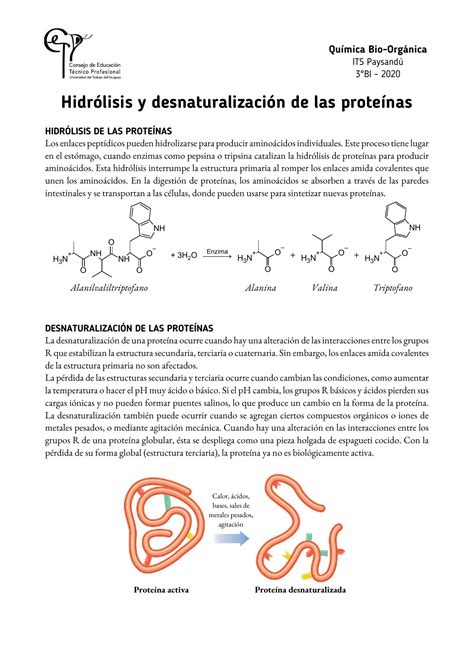 Esquema comparativo del proceso de hidrólisis de proteínas: de moléculas complejas a péptidos de bajo peso molecular.
