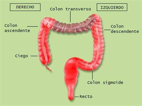 Esquema anatómico del sistema digestivo canino mostrando el colon y el recto