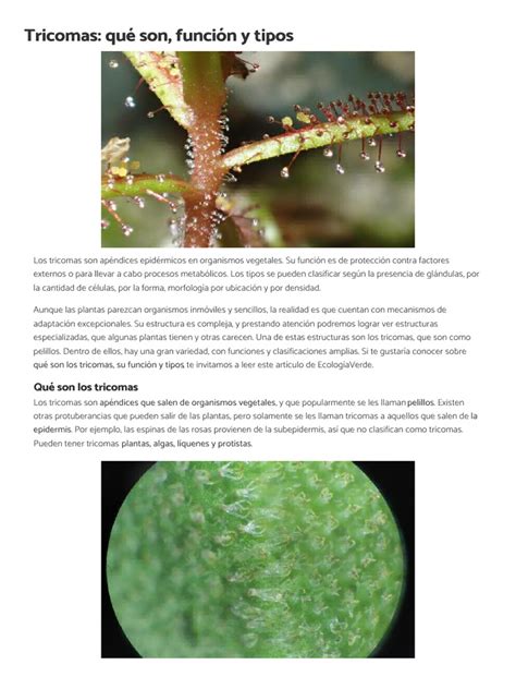 Esquema de la anatomía de los tricomas y su función en la liberación de terpenos