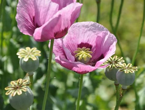 Ilustración botánica de Papaver somniferum con sus características flores y frutos en cápsula