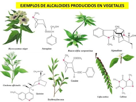 Infografía comparativa de alcaloides presentes en Papaver somniferum y sus usos medicinales