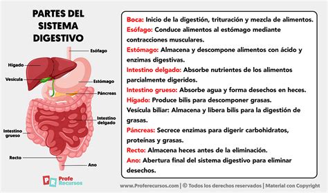 Esquema anatómico del sistema digestivo infantil y sus áreas de atención clínica.