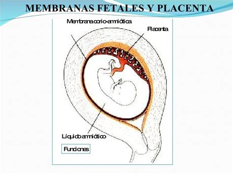 Yegua con membranas fetales retenidas después del parto