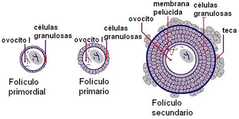 Diagrama mostrando la estructura del ovocito y las células de la granulosa que lo rodean.