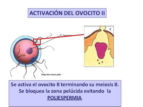 Diagrama detallando los eventos moleculares de la activación del ovocito y el bloqueo de la polispermia.