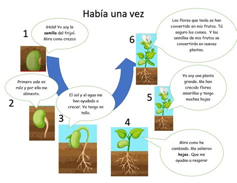 Esquema mostrando el proceso de germinación de semillas de tambalacoque tras la digestión por un dodo.