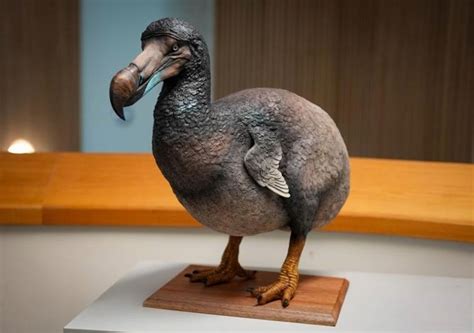 Fotografía de un huevo de dodo conservado en un museo.