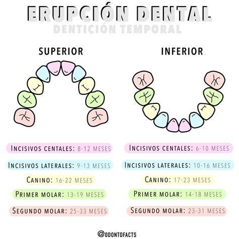 Esquema anatómico mostrando la diferencia entre una erupción dental normal y una erupción ectópica con impactación mesial.