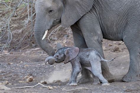 Foto de una elefanta madre ayudando a su cría recién nacida a levantarse