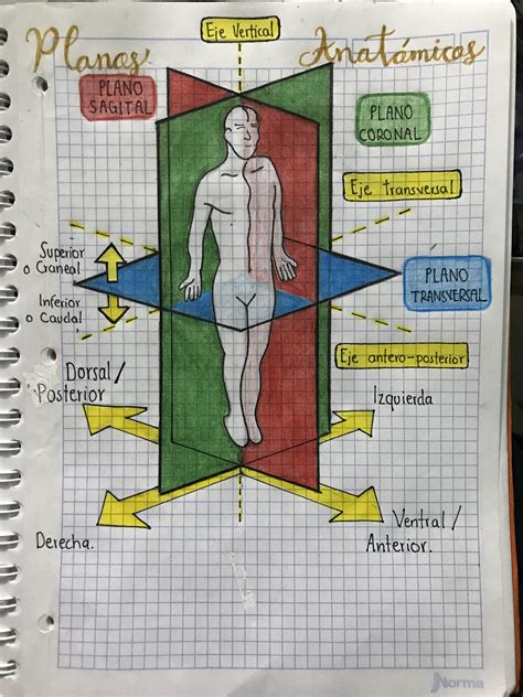Esquema anatómico mostrando las áreas críticas protegidas por el delantal plomado en pacientes pediátricos