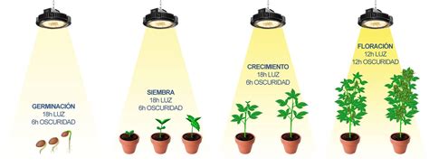 Esquema técnico sobre la gestión de la luz (fotoperiodo) y la nutrición balanceada para maximizar la puesta de huevos.
