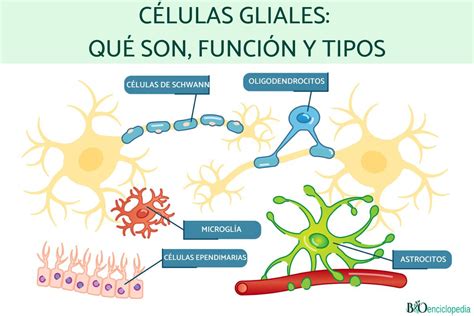 Esquema de las diferentes células gliales y su función en el sistema nervioso