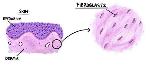 Gráfico comparativo de la tasa de confluencia de fibroblastos gingivales con y sin SFB