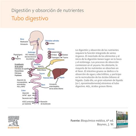 Infografía que muestra el proceso de absorción de nutrientes a través de los estomas de la hoja del olivo.
