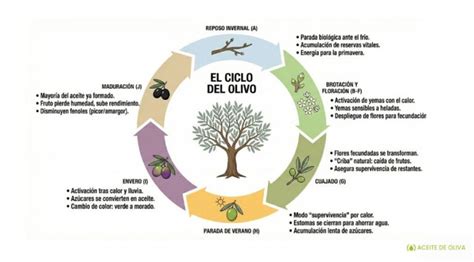Esquema de las etapas fenológicas del olivo y los nutrientes prioritarios en cada una (Nitrógeno, Fósforo, Potasio, Boro).