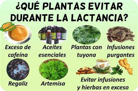 infografía de plantas prohibidas durante la lactancia