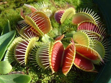 Foto de una Venus atrapamoscas con las trampas abiertas mostrando sus cilios