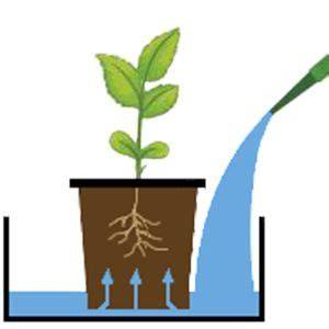 Esquema del riego por bandeja para plantas carnívoras con nivel de agua