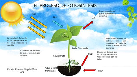 Esquema que muestra el proceso de fotosíntesis y el papel fundamental del hierro en la síntesis de clorofila