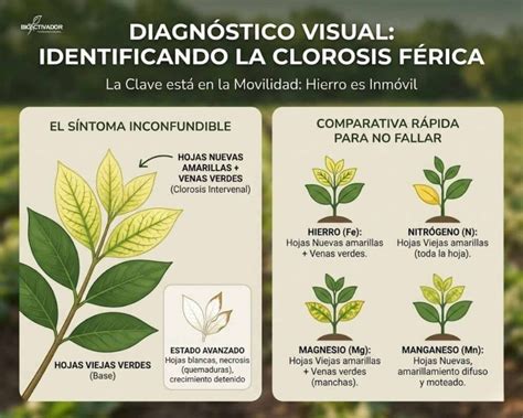 Infografía comparativa: hojas sanas vs. hojas con clorosis férrica (amarillamiento internervial)